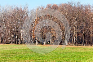 Autumn landscape with trees and meadow