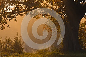 Autumn landscape, trees in the mist at dawn