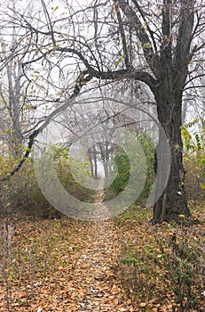 Autumn landscape. Trees in old abandoned park in foggy weather. A path through the park