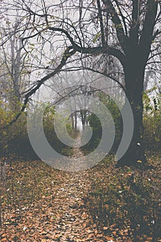 Autumn landscape. Trees in old abandoned park in foggy weather. A path through the park