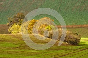 Autumn landscape with trees and waved fields.