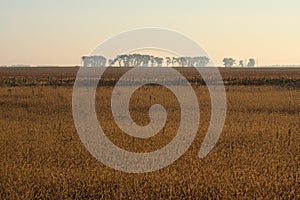 Autumn landscape. Two fields separated by fence. The trees in the fog on the horizon