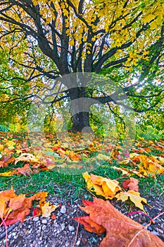 Autumn landscape under mapple tree. Colorful foliage in the fall park.