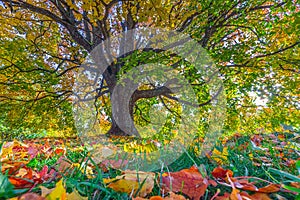 Autumn landscape under mapple tree. Colorful foliage in the fall park.