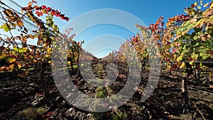 Autumn landscape video - beautiful vineyards of Mendoza, Argentina.