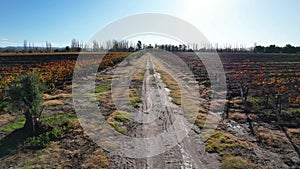 Autumn landscape video - beautiful vineyards of Mendoza, Argentina