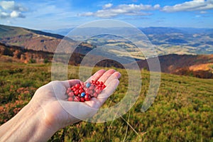 Autumn landscape - view of handful of berries in the palm of a tourist woman