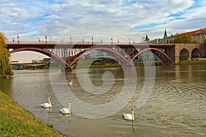 Autumn landscape view of Old Bridge over the Drava River. Beautiful white swans at the foreground