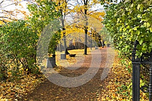 Autumn landscape. View of path in deserted autumn park among yellow and green trees and carpet of maple leaves