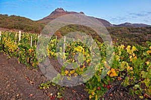 Autumn landscape with vineyard