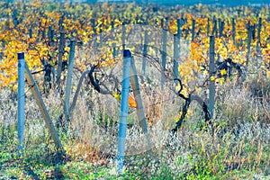 autumn landscape - vineyard bushes plantation