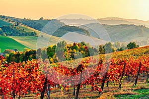 Autumn landscape, vineyards and hills at sunset. Modena, Italy photo