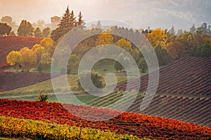 Autumn landscape, vineyards and hills at sunset. Modena, Italy photo