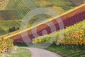 Autumn landscape with vineyards and wine grapes