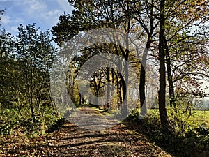 Autumn landscape, walk throught the nature