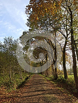 Autumn landscape, walk throught the nature