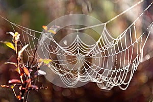 Autumn landscape with water drops on a spider web