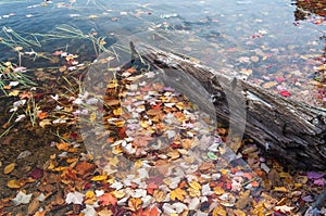 Autumn landscape with water reflection and colorful fallen leaves