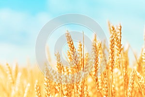 Autumn landscape of wheat field. Beautiful ripe organic ears of wheat during harvest against blue sky