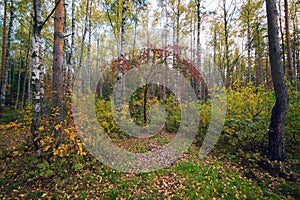 Autumn landscape in the woods with red ash.