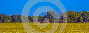 Autumn landscape. Yellow fields and blue sky