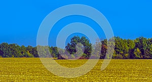 Autumn landscape. Yellow fields and blue sky