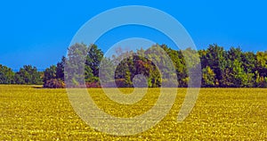 Autumn landscape. Yellow fields and blue sky