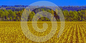 Autumn landscape. Yellow fields and blue sky