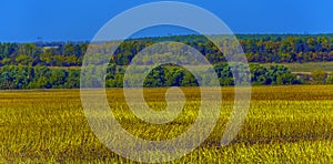 Autumn landscape. Yellow fields and blue sky