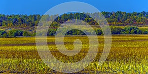 Autumn landscape. Yellow fields and blue sky