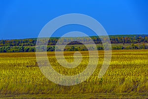 Autumn landscape. Yellow fields and blue sky