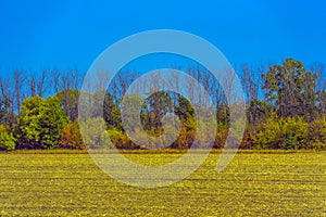 Autumn landscape. Yellow fields and blue sky