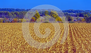 Autumn landscape. Yellow fields and blue sky