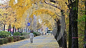 Autumn landscape with yellow ginkgo trees leaves.