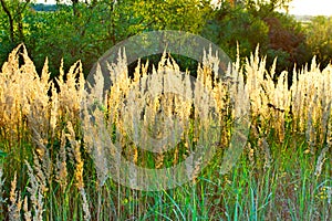 Autumn landscape with yellow grass