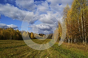 Autumn landscape. Yellow-green field and yellow birch trees against the background of a blue sky with clouds