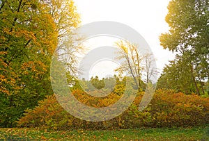 Autumn landscape with yellow leaves