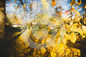 Autumn landscape, yellow leaves and autumn park sun-drenched, blue sky, background web site