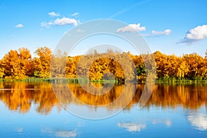 Autumn landscape, yellow leaves trees on river bank on blue sky and white clouds background on sunny day, reflection in water