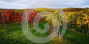 Autumn landscape in yellow-red European vineyard on hills in Germany or France,stripes of rows,green grass.Grape harvest