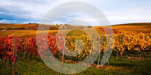 Autumn landscape in yellow-red European vineyard on rolling hills in Germany,stripes of rows,green grass.Copy space