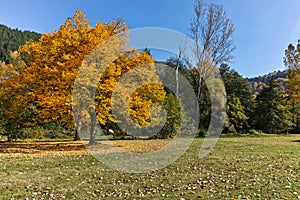 Autumn Landscape with yellow tree near Pancharevo lake, Sofia city Region