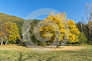 Autumn Landscape with yellow tree near Pancharevo lake, Sofia city Region, Bulgaria