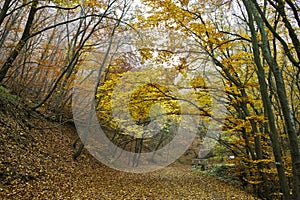 Autumn Landscape with yellow trees and fog, Vitosha Mountain, Bulgaria
