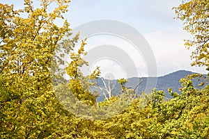 Autumn landscape with yellow trees in mountains and sky with fog haze background in day or morning time