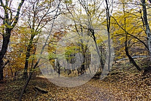 Autumn Landscape with yellow trees, Vitosha Mountain, Bulgaria