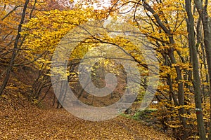 Autumn Landscape with yellow trees, Vitosha Mountain, Bulgaria