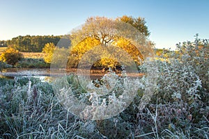 Autumn landscape. Yellow trees and white plants covered by hoarfrost. Scenic morning october nature. Fall scene