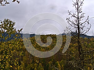 Autumn landscape at Yellowhead Highway near Seaton, Canada with yellow trees in forest below mountains with cloudy sky.