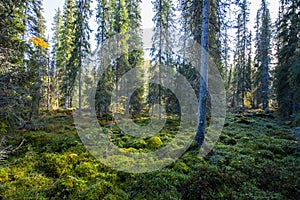 Autumn landscape in Yllas Pallastunturi National Park, Lapland, Finland